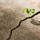 resiliencia-emprendedor-inconsciencia-cisne-negro.png