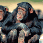 monos-innovacion-jaula-platano-intraemprendimiento.png