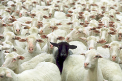 manifiesto-contra-la-mediocridad-ovejas
