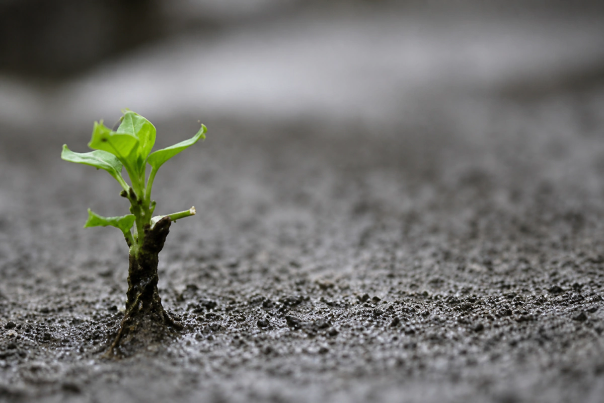 Conoce tu ecosistema y vencerás: 5 pasos para dibujarlo