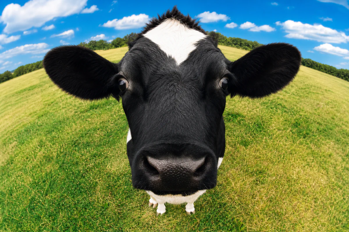 ¿Matar la vaca u ordeñarla? Estrategias de exit para startups
