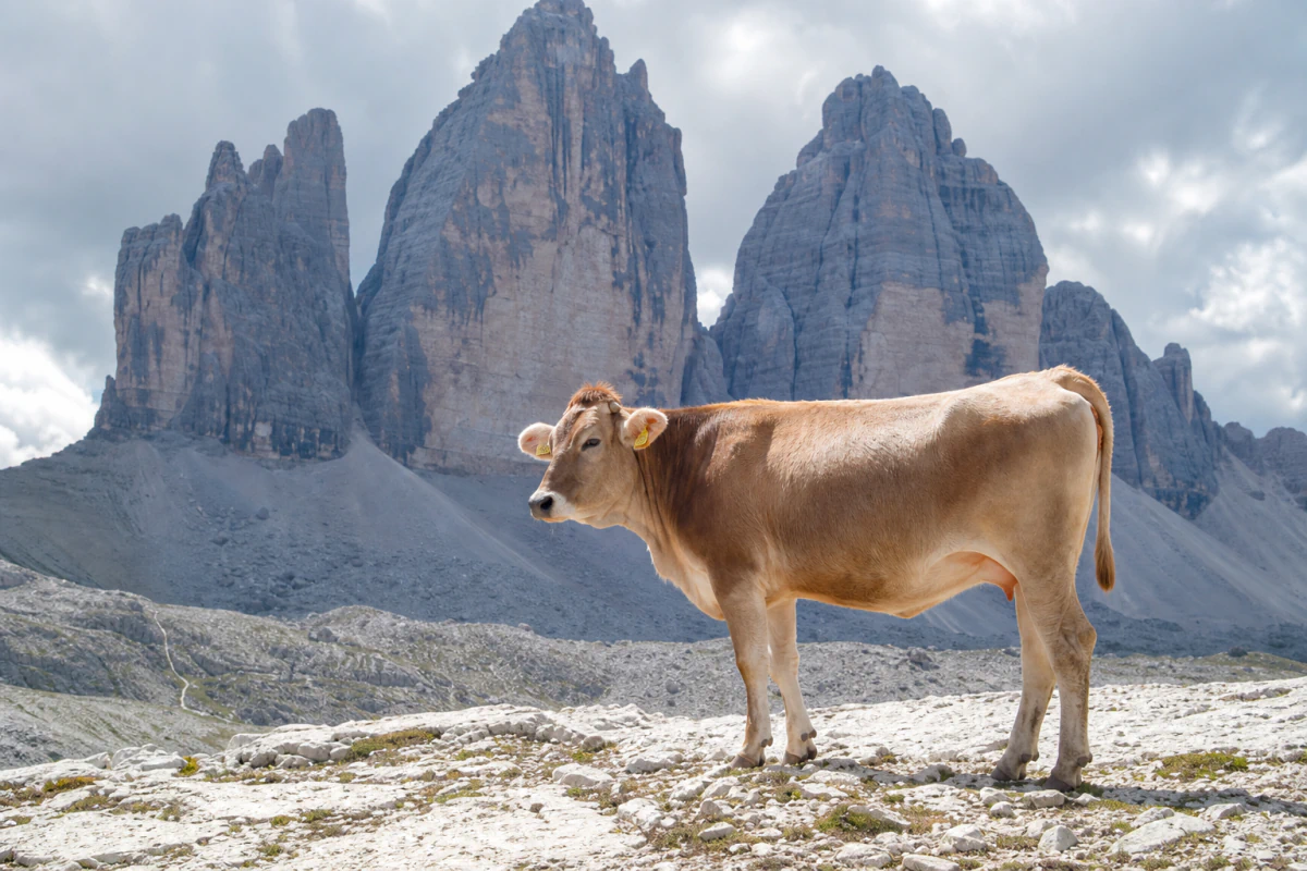 Es el momento de sacrificar las vacas sagradas
