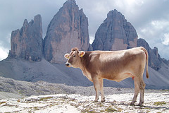 vacas-sagradas-hamburguesas